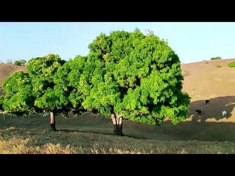 Um pouco da paisagem de igreja Nova Alagoas