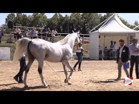 N.88 EK DEHOR - Bergamo 2015 - Stallions 8 years old and over (Class 10)