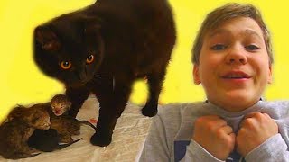 КОШЕЧКА Никиса РОЖАЕТ котят!!! Посмотрите! Теперь у нас 4 КОТЁНКА!