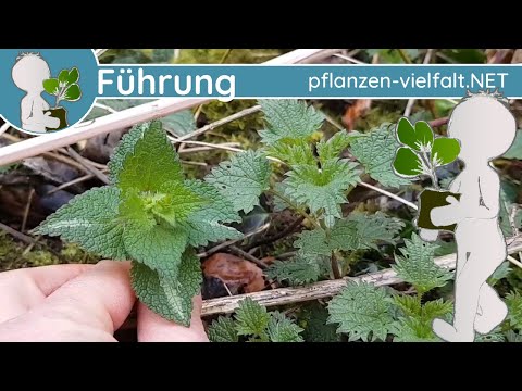 Wildkräuter Führung - KW 11 (Mitte März) - Frühblüher und Grünzeug