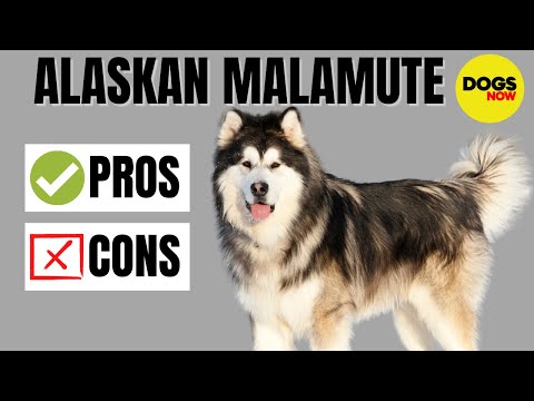 Alaskan Malamute 101 - Pros and Cons of Owning