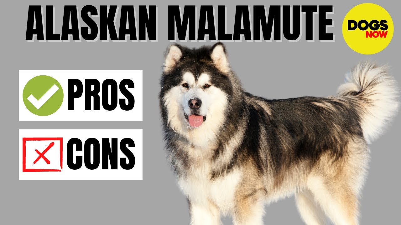 Pros and Cons of Malamutes