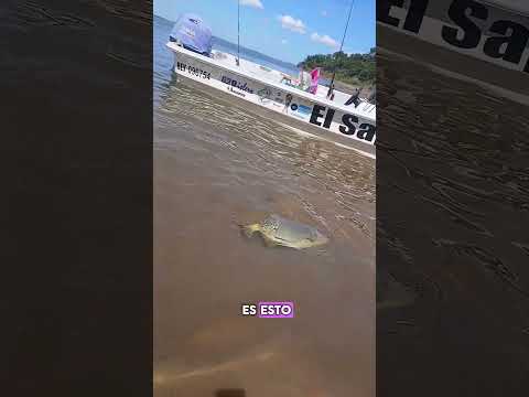 PACÚ GIGANTE🇦🇷🏆❤️‍🔥 Itatí Ctes! #pesca #pescar