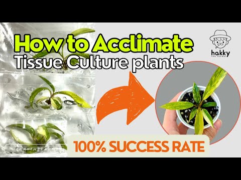 Làm thế nào để thích nghi với cây nuôi cấy mô của bạn với 100 ... Đoạn giới thiệu