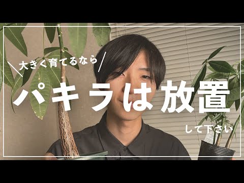 パキラの花の作り方は？理想的な状態を作り出すために、次の 5 つのメンテナンスのヒントに従ってください。  庭園