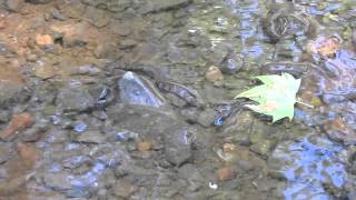 preview picture of video 'Northern Water Snake catching fish in Leesburg'