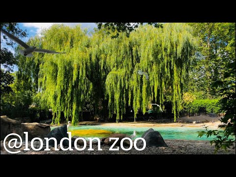 Day out @london zoo LONDON ZOO Walking Tour - England (4K)
