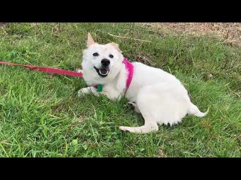 Nimbus, an adopted Terrier Mix in Danbury, CT_image-1