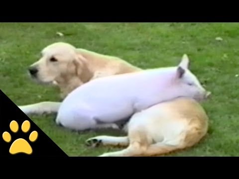 ¿Qué pasa cuando dejas solos a dos animales de distintas especies?