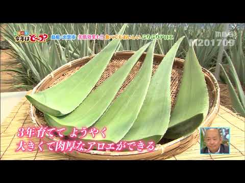 出雲のアロエ紹介