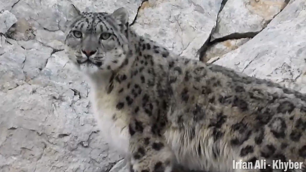 Snow Leopard Mating call / ユキヒョウの求愛コール
