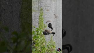 Download lagu 🔊Suara Asli Weris/Sintar Ladang Terbaru🎵 mp3 Download lagu 🔊Suara Asli Weris/Sintar Ladang Terbaru🎵 mp3