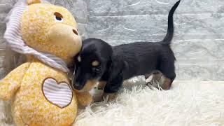 カニンヘンダックスフンドの動画01