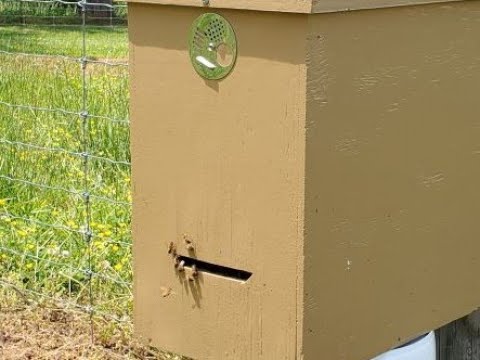 FREE BEES!  Part 1 - First Three Swarms Caught in our Layens Swarm Traps