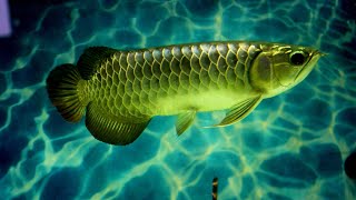 🔶Exotic fish stock update on very Cheap Price in Delhi ||aquarium fish wholesale market in delhi✅