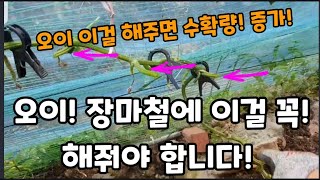 오이! 장마철에 이렇게 꼭! 해줘야 가을까지 열립니다! #오이재배 #오이키우기 #오이순치기 #오이곁순제거 #…