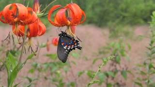 Fig Tree by Brett Dennen