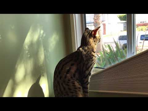 Another episode of cat cuddling with your friend Mary Lynn