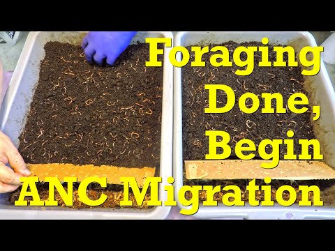 Transition African nightcrawler worm bins from foraging to horizontal migration - vermicompost