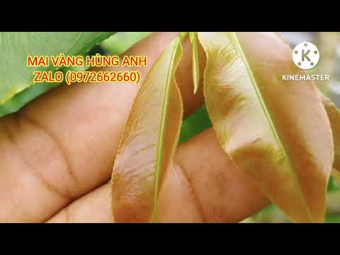 a em mới tập chơi mai nên mua gói thuốc này để cứu mai yếu,mai suy,mai phôi cực kỳ hiệu quả  100/100