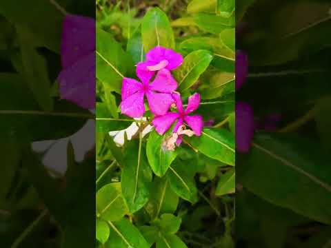 beautiful flowers #please #support #love