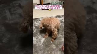 姉犬がノミダニ駆除薬塗布されイライラしているので弟犬が場を盛り上げる
