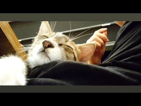 dahası kanalımda!!!!! #kediler #hayvanlaralemi #kedivideolarıizle #kedisesi #kedivideolar