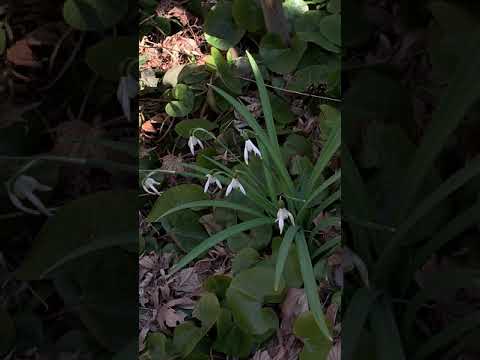 Virtuellt trädgårdstramp -Lyckokällan - baksidan tidig vår