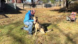 Video preview image #1 German Shepherd Dog Puppy For Sale in Spring Lake, NJ, USA