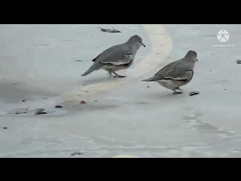 Tortolita Cuyana (Columbina picui)