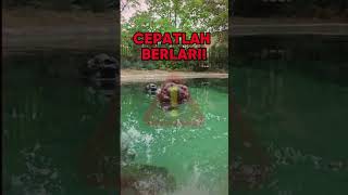 Download lagu Hati-Hati! Batu Ini Bisa Gigit! 🐊⚠️#buaya #batu #reptil #peringatan #danau #safetytips #binatangliar mp3