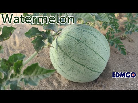 Fruits and Vegetables Four Seasons - Learn Fruit + Vegetable in English (Vocabulary)