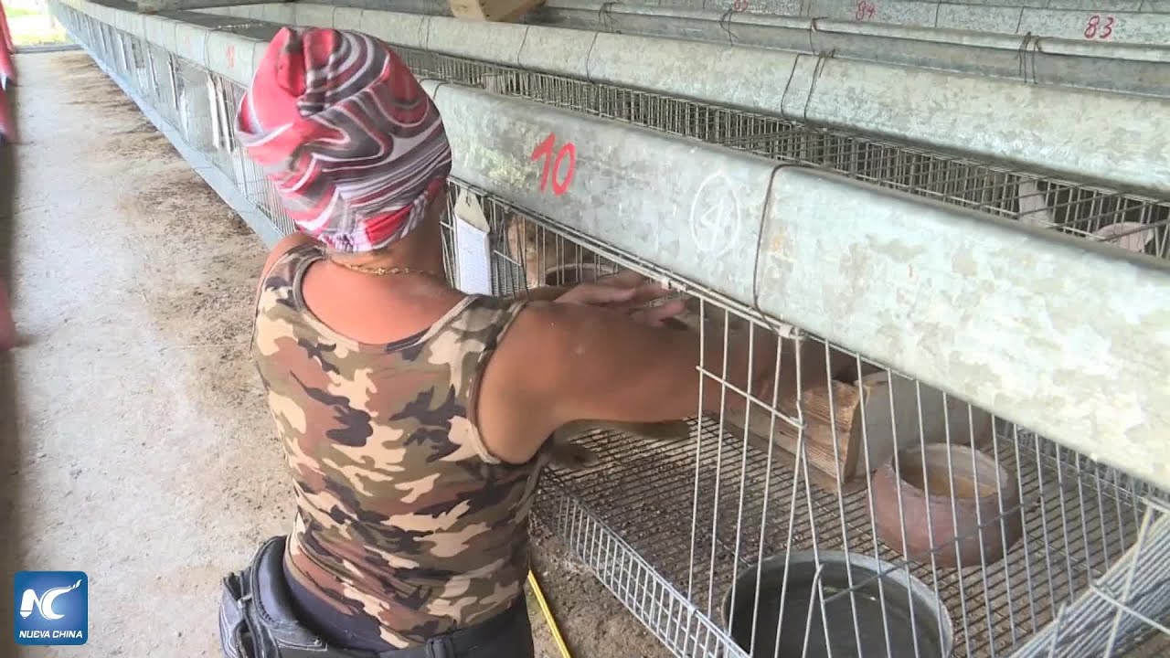 Campesinos cubanos diversifican las producciones para burlar el bloqueo estadounidense