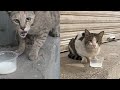 Sweet Gray And Super Cute Tabby Cat