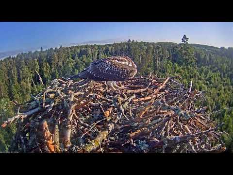The Osprey intruder aggressively attacks the chick in its nest.