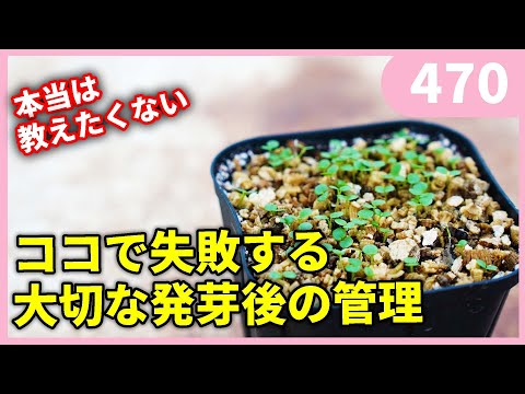 園芸 カバーの下で播種する