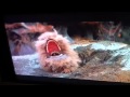 Whiny Fizzgig