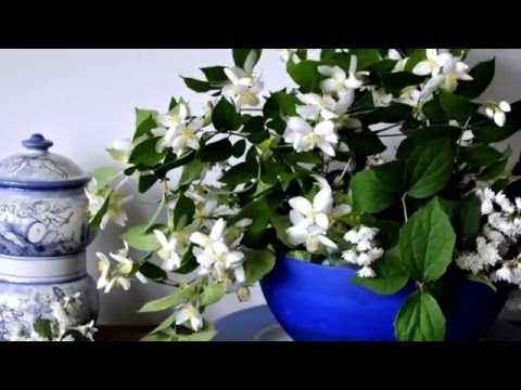 Jasmīnas baltais. Andris Skuja