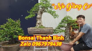 Cây bonsai là gì, nguồn gốc, phân loại và những loại cây đẹp