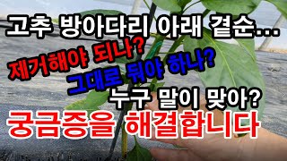 고추 방아다리 아래 곁순... 제거해야되나? 그대로 둬야하나? 누구말이 맞을까? 그 궁금증을 해결해 드립니다…