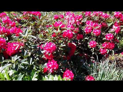 Rhododendron 'Jean Marie de Montague'