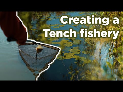 How Steve & John Dawe created a Tench fishery
