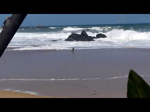 A Dog bathing on the beach - Sampath Vlogs