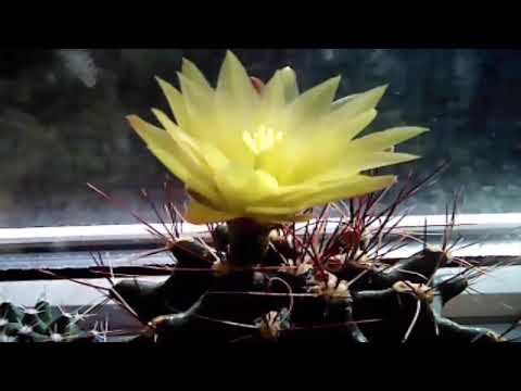 Ferocactus longihamatus