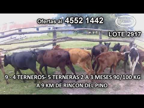 Lote 9 Terneros y Terneras 8 HO c/ AA- 1 HO 90/100 Kgkg -  en Colonia Fernandez Crespo- A 9 Km de Rincón del Pino