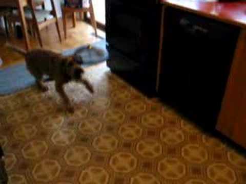 Irish Terrier vs.UFO