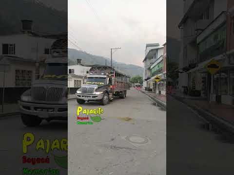 Pajarito - Boyacá (6:01 a.m.) (Marzo 26/2026)