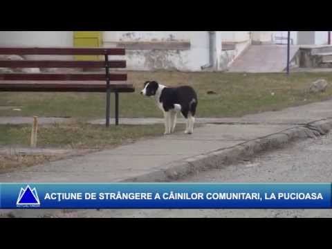 ACŢIUNE DE STRÂNGERE A CÂINILOR COMUNITARI, LA PUCIOASA