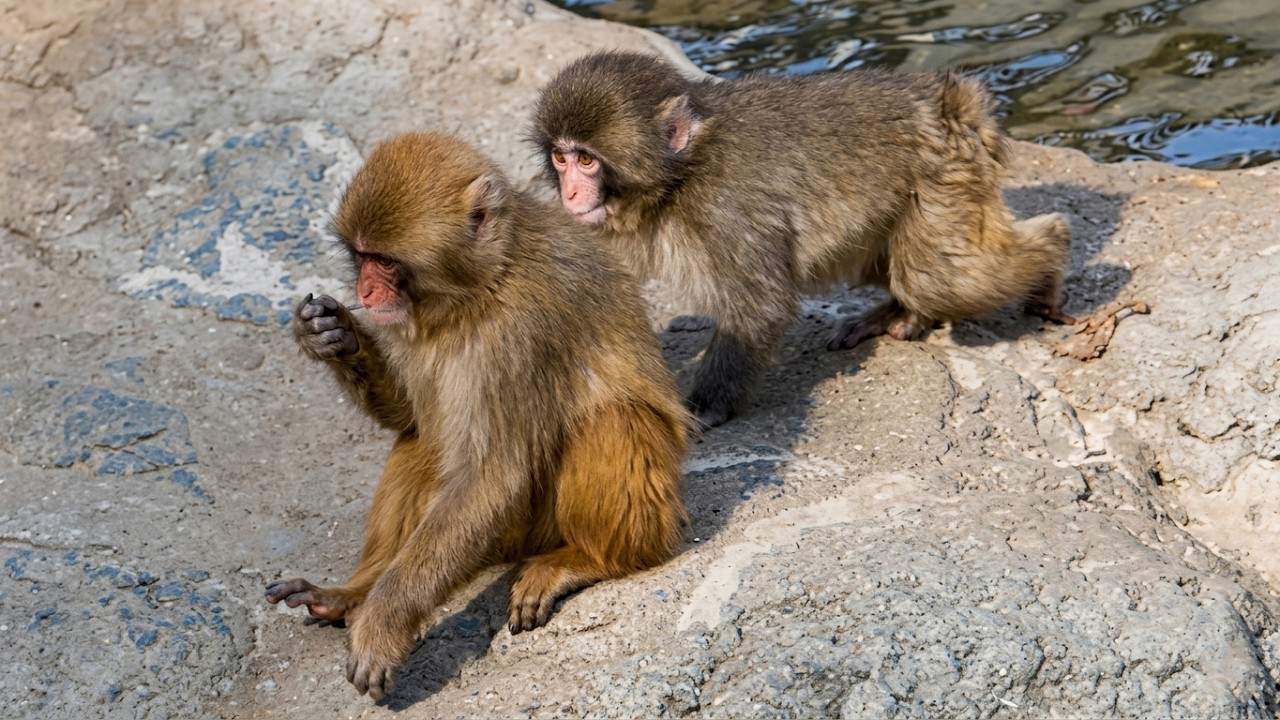 Regret following him! 🤣 Punch is shocked by friend's chaos!