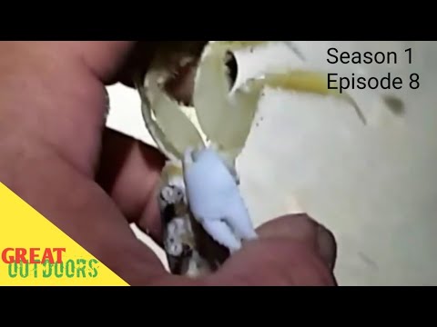 image-Are ghost crabs aggressive?